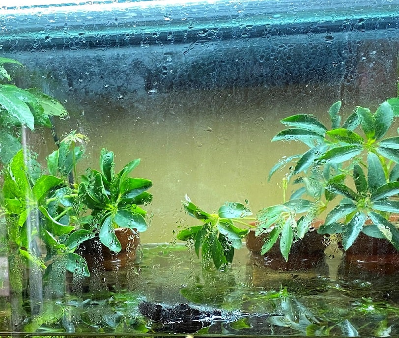 観葉植物　水槽